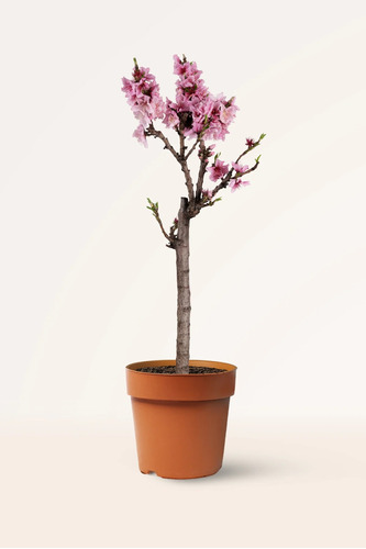 Durazno De Flor Doble  (  Prunus Persica Duplex ) 