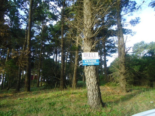 Imagen 4 de 5 de Lote Sobre Elevado Del Nivel De Calle Forestado Predomina Los Pinos