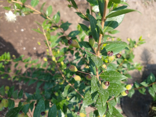 Imagen 2 de 6 de Planta De Mirto Myrtus Communis