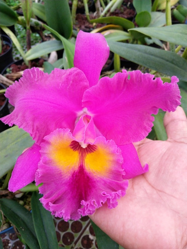 Isochillus, Cattleya Y Vanda Con Envío