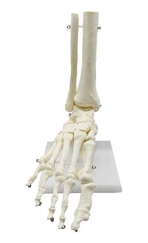 Modelo De Anatomía Del Pie De Esqueleto Humano 1:1, Pie Y To