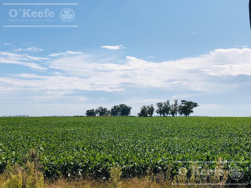 Imagen 2 de 17 de Campo Mixto En Carlos Tejedor De 177 Has - Oportunidad Retasado! Excelente Renta