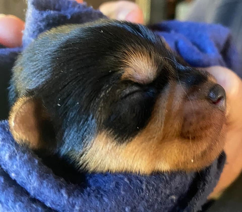 Perritos Yorkies En Venta