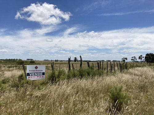 Campito Proximo A Tala