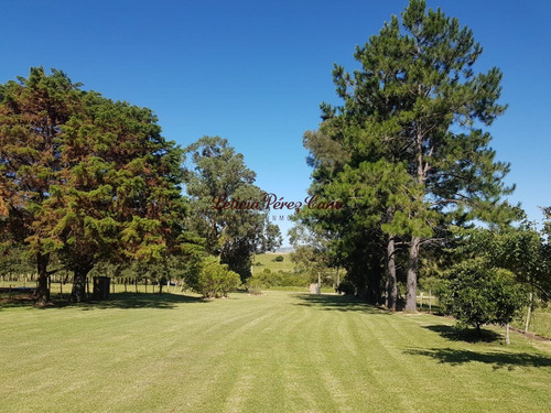 Venta De Chacra 46 Has Y Media Las Cañas Con Muy Buena Produccion De Olivos - Ref: 18579