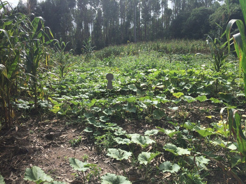 Chácara A Venda No Bairro Centro Em Bocaiúva Do Sul - Pr. - 450-1