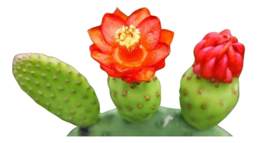 Cactos Quipá Flor Palmatória Tacinga Inamoena 1º Do M. Livre