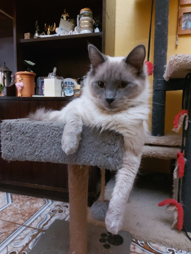 Imagen 2 de 5 de Servicio De Monta. Gato Siamés Blue Point Macho