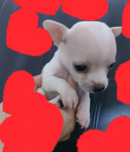 Cachorro Chihuahua Machito
