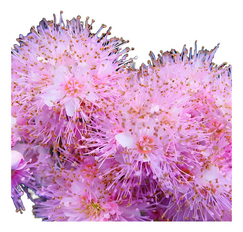 50 Semillas De Flor De Crisantemo Exotico