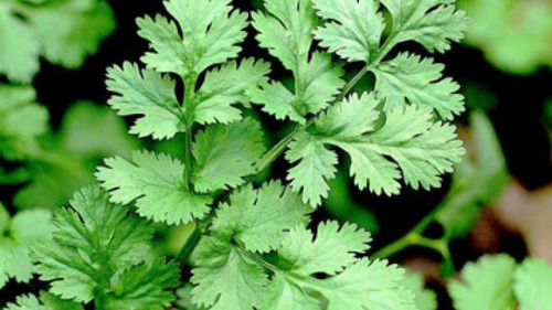 Semillas De Cilantro Aromatica Beltrame 5g Huerta