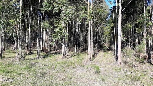 Imagen 13 de 16 de Campo 200 Hectareas Forestal Ganadero A 80kms De Montevideo
