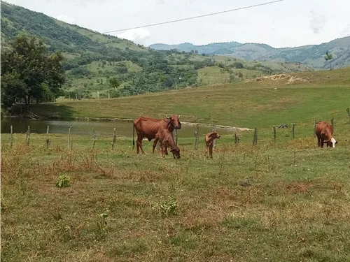 Venta Finca El Limonar Ebéjico