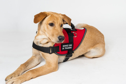 Certificado Perro Servicio O Service Dog : Pet World Travel