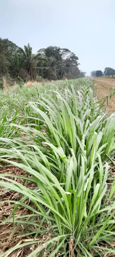 15kg Semilla Pasto Cuba22 Doble Propocito