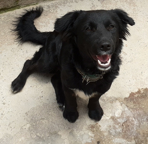 Imagem 1 de 2 de Estou Doando Esse Lindo Cachorro, Ele E Filho De Poodle,