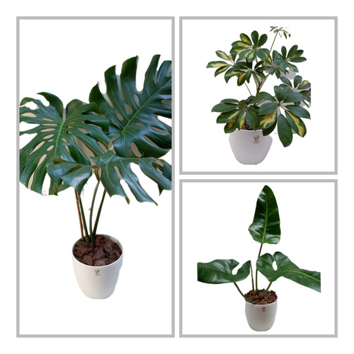 Monstera De 1mt.,+ Aralia+ Filod.longifolio En M.premium N22