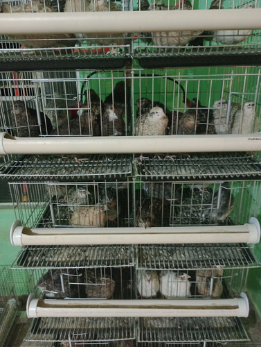 Ovos De Codorna Gigante Galados, 90 Ovos.