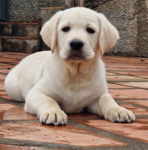 Cachorro Labrador Arena 05