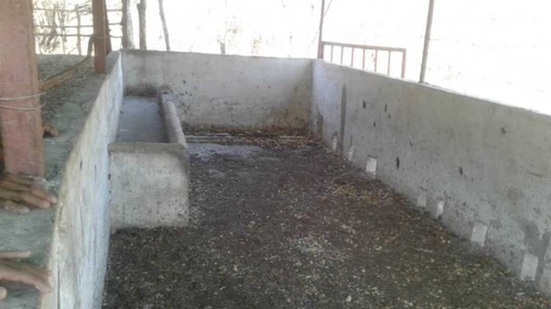 Imagen 10 de 14 de Finca Productiva Para Cria De Porcinos En Parapara De Ortiz