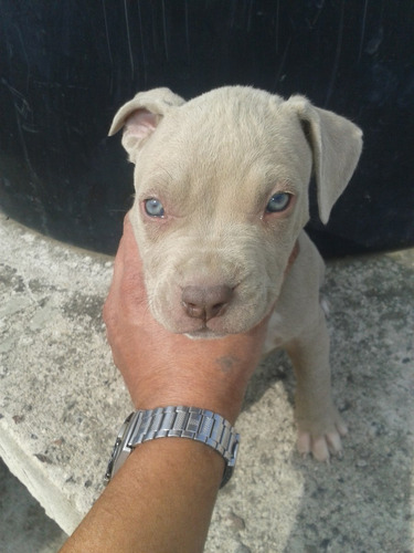 Cachorros Pit Bull Blue