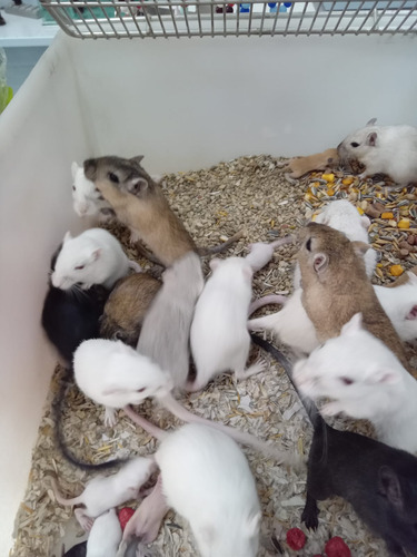 Gerbil Ou Esquilo Da Mongólia. Varias Cores. Machos E Femeas