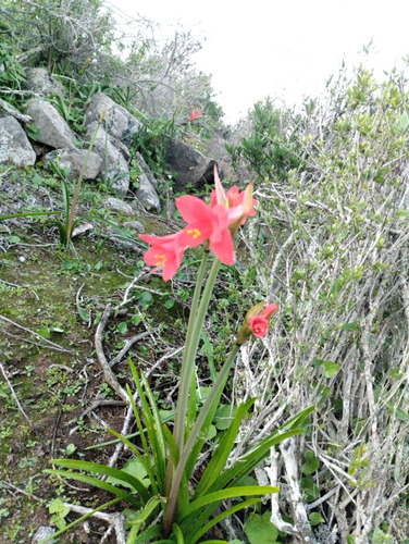 Venta De Terreno Sector Los Porotitos, La Serena