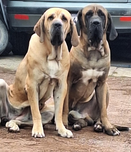 Cachorros Filas Brasileros 