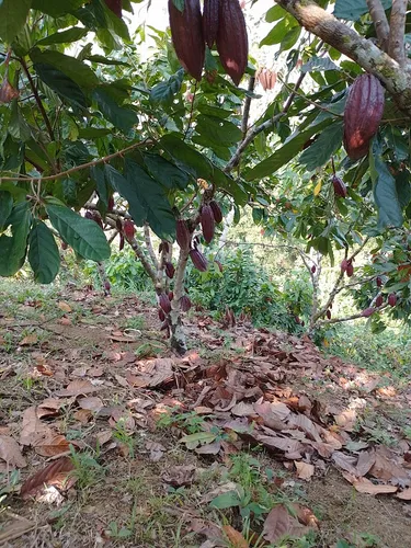 Vendo Finca En Yolombo Antioquia