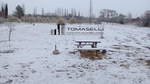 Venta - Chacra Con Casa Y Plantacion- Rama Caida - Mendoza