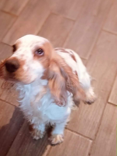 Hermosos Cocker Spaniel Puros Madre Con Pedigree