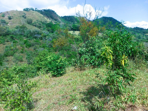 Finca55 Ha. A Una Hora De Calobre, Con Ojos De Agua Y Quebradas