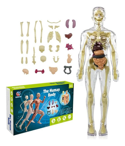 Modelo Anatómico Cuerpo Partes Extraíbles Transparente