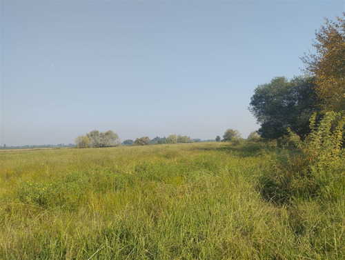 Vende 35.5 Hás San Clemente, Región Del Maule