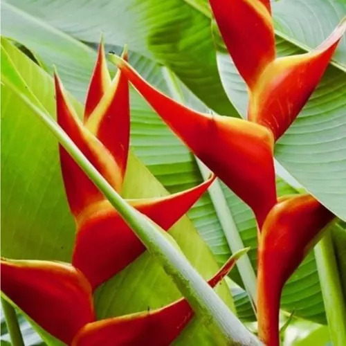 Muda Heliconia Bihai - 37cm (1 Muda) Pássaro-de-fogo