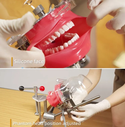 Fantoma Dental Maniquí Con Tipodento Práctica Odontología