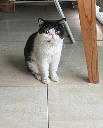 Servicio De Gato Persa Exótico C/pedigree