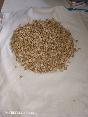 Semillas De Café Caturra