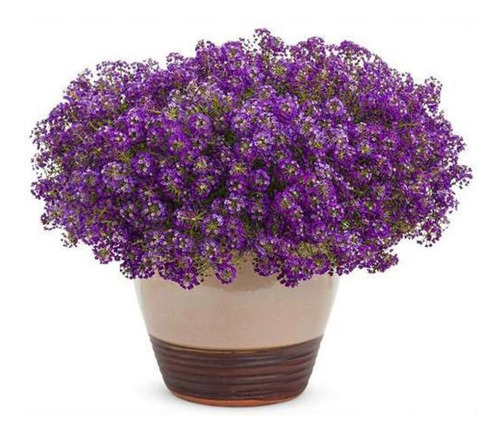 250 Sementes Da Flor Alyssum Violeta Para Vasos E Jardim | MercadoLivre