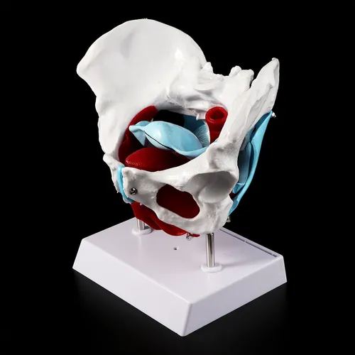 Modelo De Músculo Pélvico De La Pelvis Femenina, Útero, Ovar