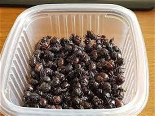 Hormigas Culonas 20gr - Unidad a $80