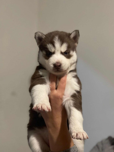 Cachorros Husky Siberiano Con Pedigree