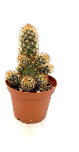 Mammillaria Elongata Set 6 Pzas M4