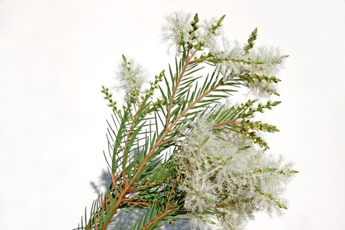 Imagem 1 de 8 de 200 Sementes Melaleuca Alternifolia Tea Tree + Frete Gratis