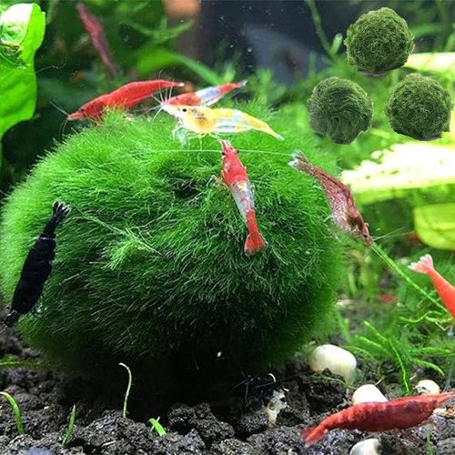 Bolas Verdes Vivas Para Ver Plantas Aquáticas Reais: Aquário