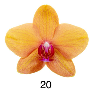 Venta De Orquideas Baratas | MercadoLibre 📦