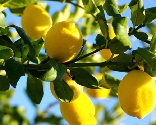 50 Semillas De Limon Eureka + Instructivo