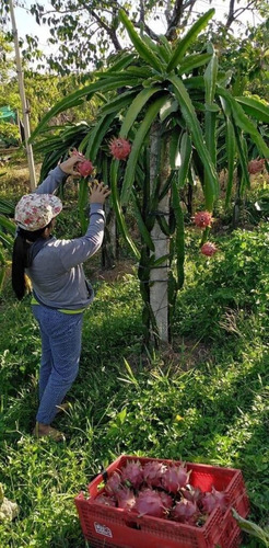 Planta De Pitahaya O Fruta Del Dragón