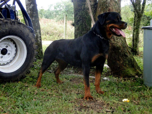 Rottweiler Casal Com 24 Meses Top Lindos Filhos De Campeoes!