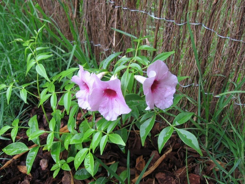 Bignonia Copa De Vino Trepadora Ornamental